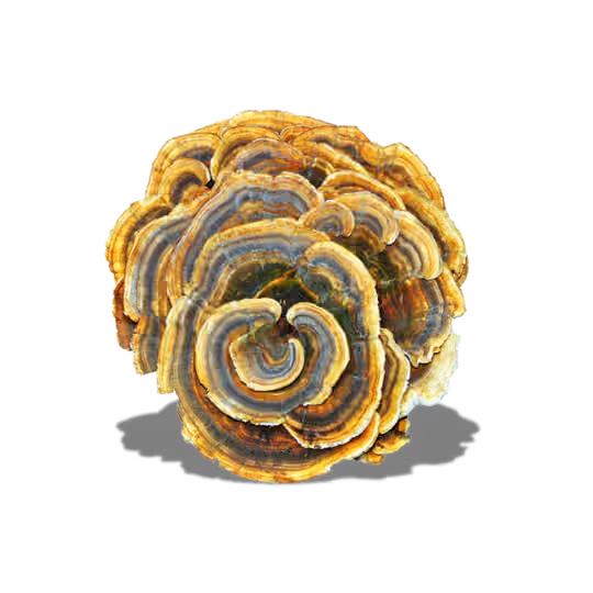 Turkey Tail